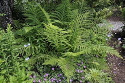 fern_backyard
