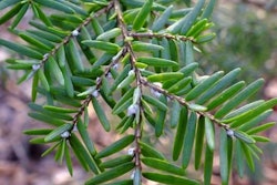 hemlock-branch-bugs