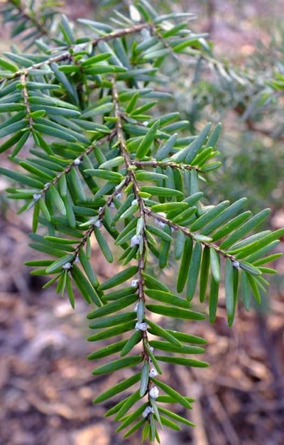 Photo: Nicholas A. Tonelli/Flickr