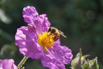 Honeybee Pollinating on a Flower