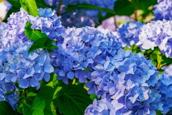hydrangea-blue