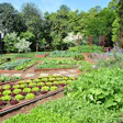 kitchen_garden
