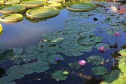 lilypads-water-garden