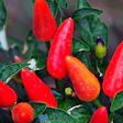 pepper-plant-pixabay