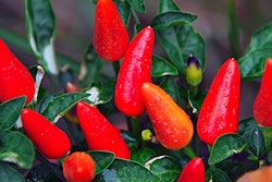 pepper-plant-pixabay
