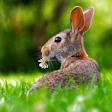 rabbit-in-grass