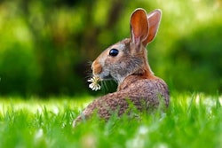 rabbit-in-grass
