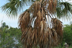 sabal-palmetto-spear-leaf