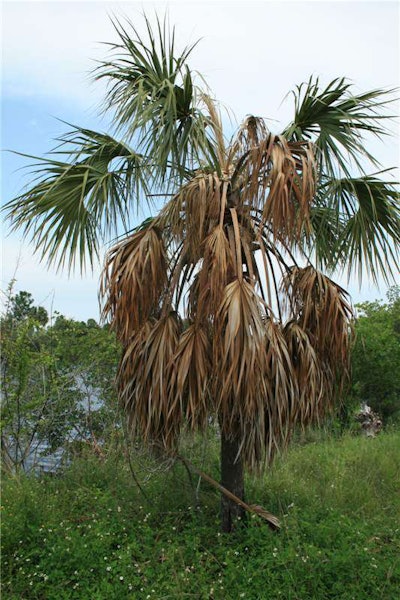 This cabbage palm has two-thirds necrotic leaves and a dead spear leaf. Photo: N.A. Harrison, University of Florida