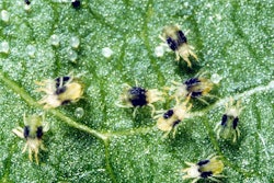 twospotted-spider-mite