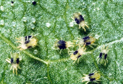 Photo: Wikipedia