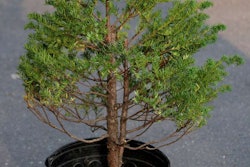Japanese-yew
