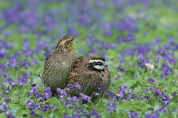 bobwhite-quails