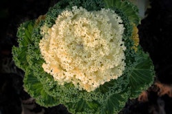 brassica-vegetable