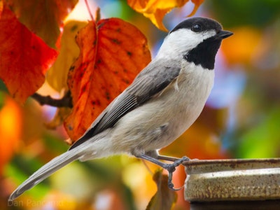 Photo: Dan Pancamo/Flickr