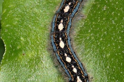 forest-tent-caterpillar-leaf