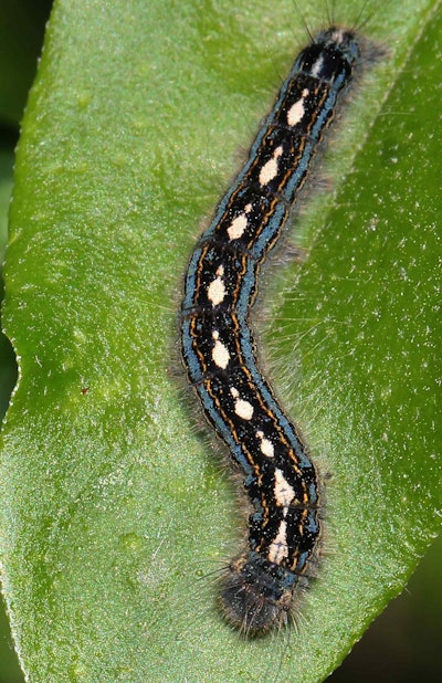 forest-tent-caterpillar-leaf