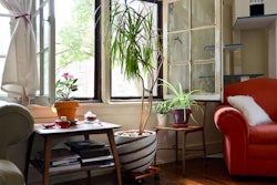 indoor-house-plants