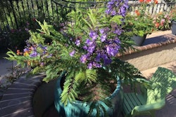 large-potted-flowers