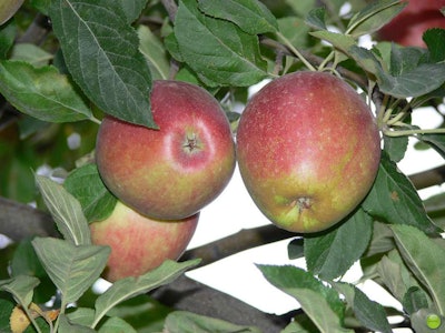 Photo: petrOlly/Flickr