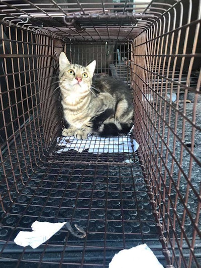 The rescue group successfully caught the mother cat. Photo: Ashley Valley Community Cats