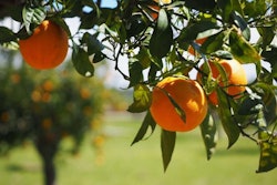 orange-grove
