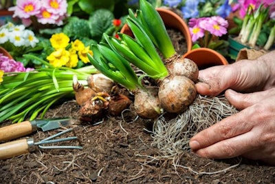 planting bulbs in a colorful garden