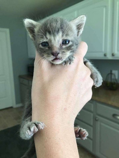 One of the seven stray kittens found inside the Cat skid steer. Photo: Ashley Valley Community Cats