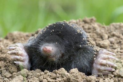mole coming up from underground