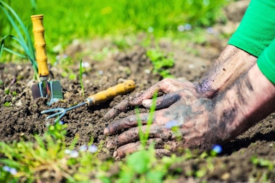Person Planting Perennials