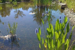 small-pond