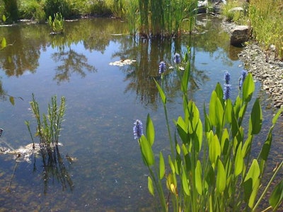 Ponds can be used as heat traps to help create microclimates around your customer’s landscape. Photo: Sam Felder/Flickr