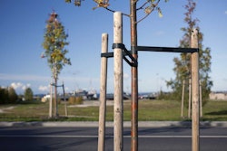 tree-staking