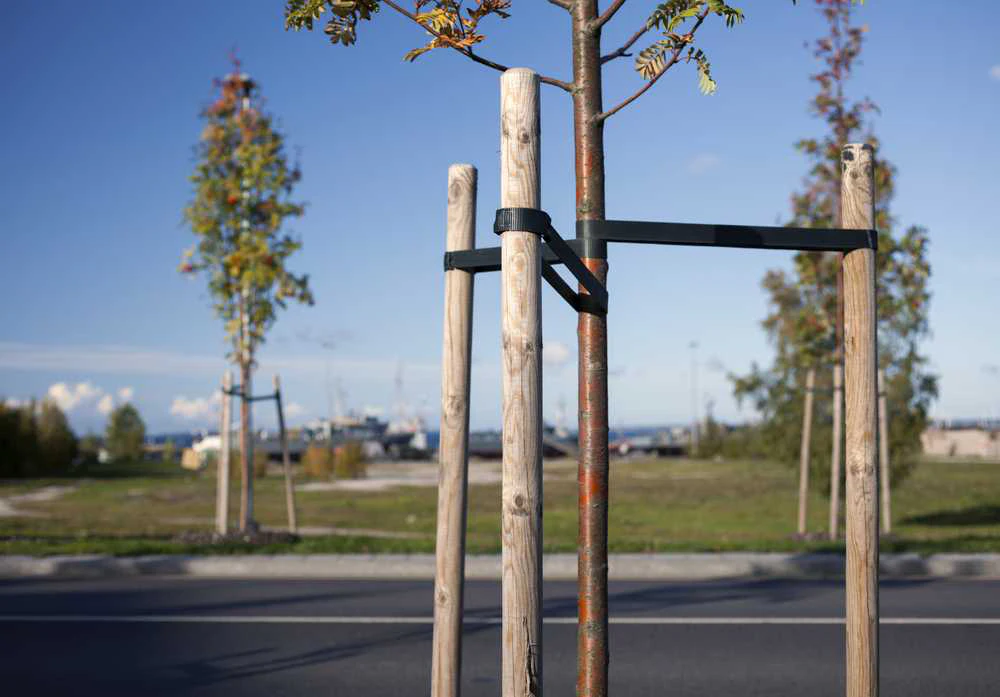 The effects of proper tree staking techniques | Total Landscape Care