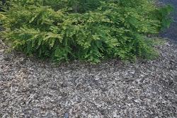 wood-chip-mulch