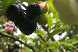 blueberries-after-rain