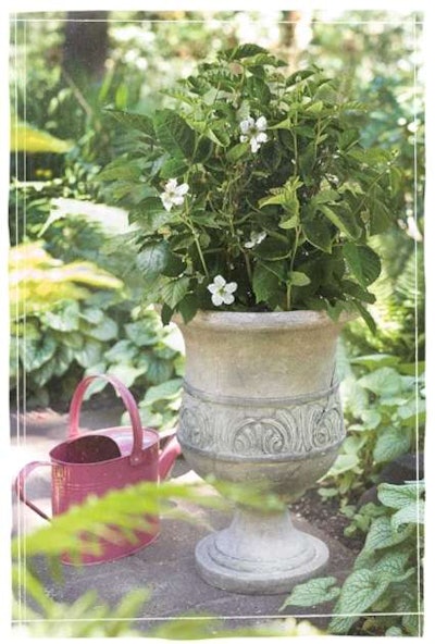 Photo: Bushel and Berry