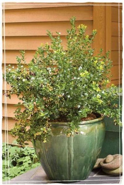 Photo: Bushel and Berry