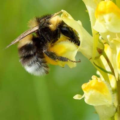 Bombus hortorum is an example of a long-tongued bumblebee that feeds on deep flowers. Photo: Wikipedia