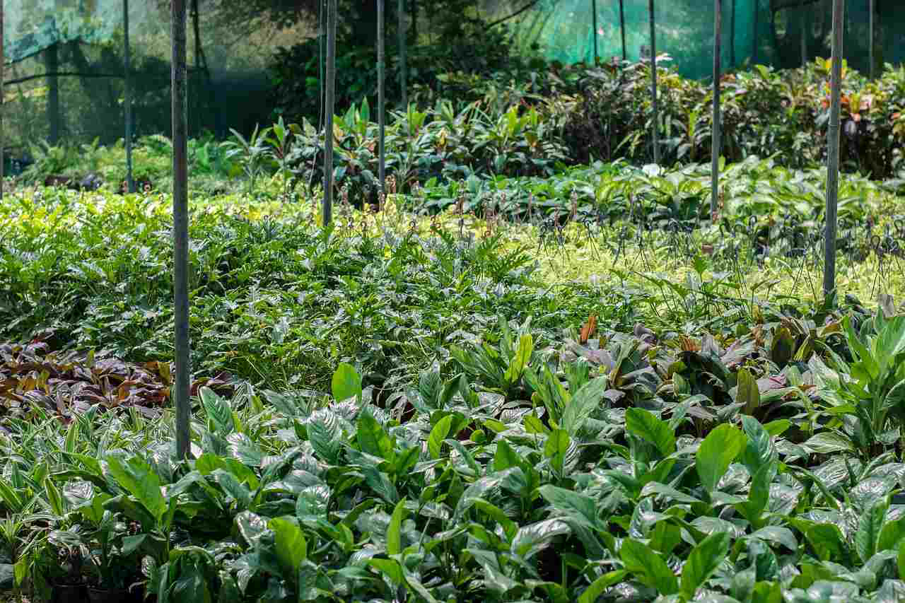 Decorative-Plan-Nursery