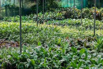 thriving plant nursery in California