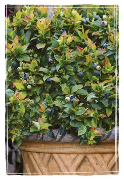 Photo: Bushel and Berry