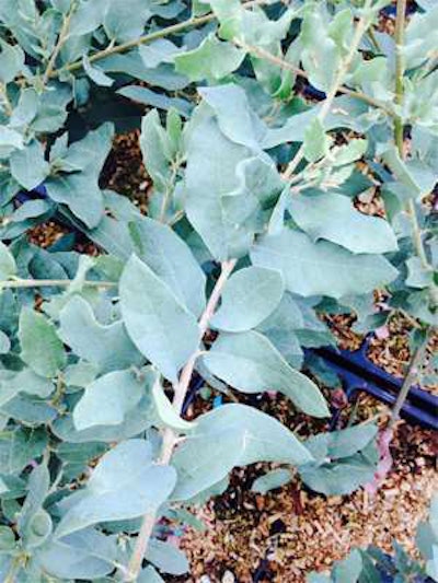 Mesa de Maya southwest oak