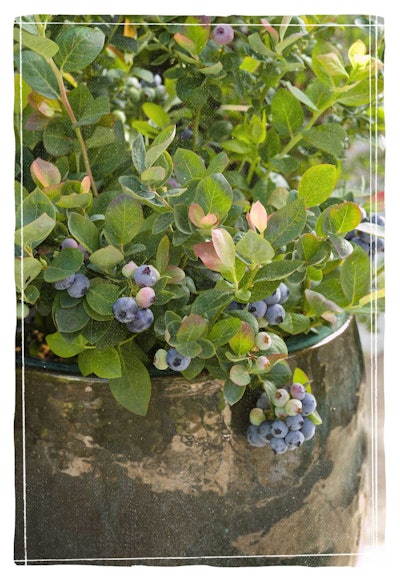 Photo: Bushel and Berry