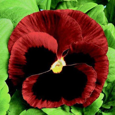 Colossus Red with Blotch Photo: National Garden Bureau
