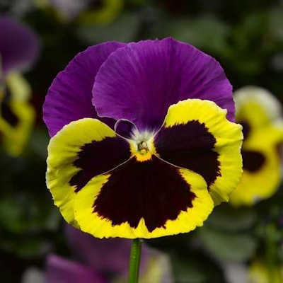 Colossus Tricolor Photo: National Garden Bureau