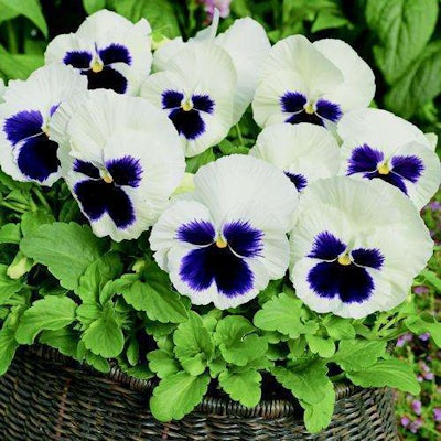 Colossus White with Blotch Photo: National Garden Bureau