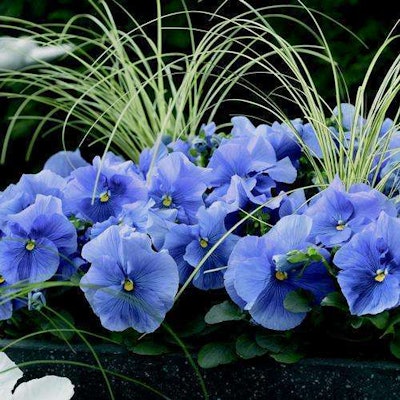 Delta Pure Light Blue Photo: National Garden Bureau