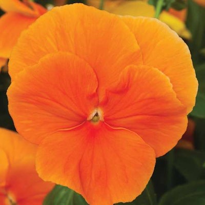 Delta Pure Orange Photo: National Garden Bureau