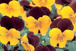 Nature-Red-Yellow-Takii